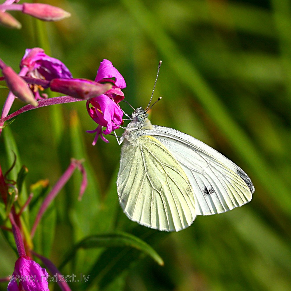Small cabbage white