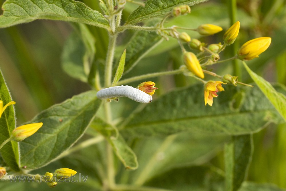 Caterpillar
