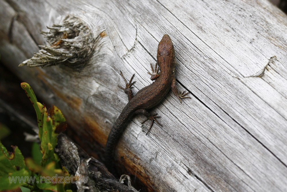 Lizard on tree trunk
