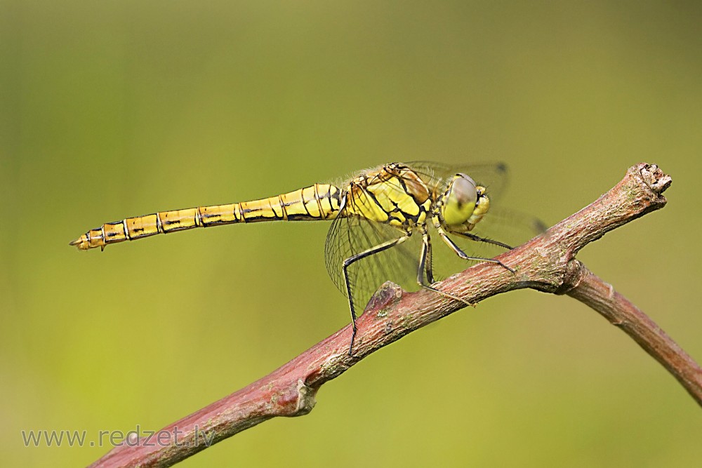Odonata