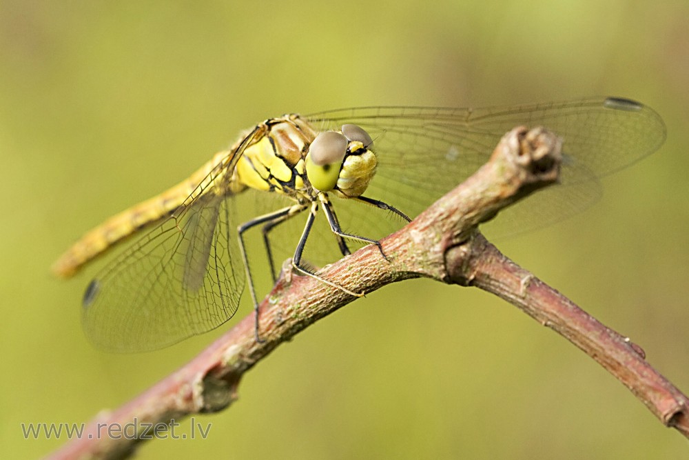 Odonata