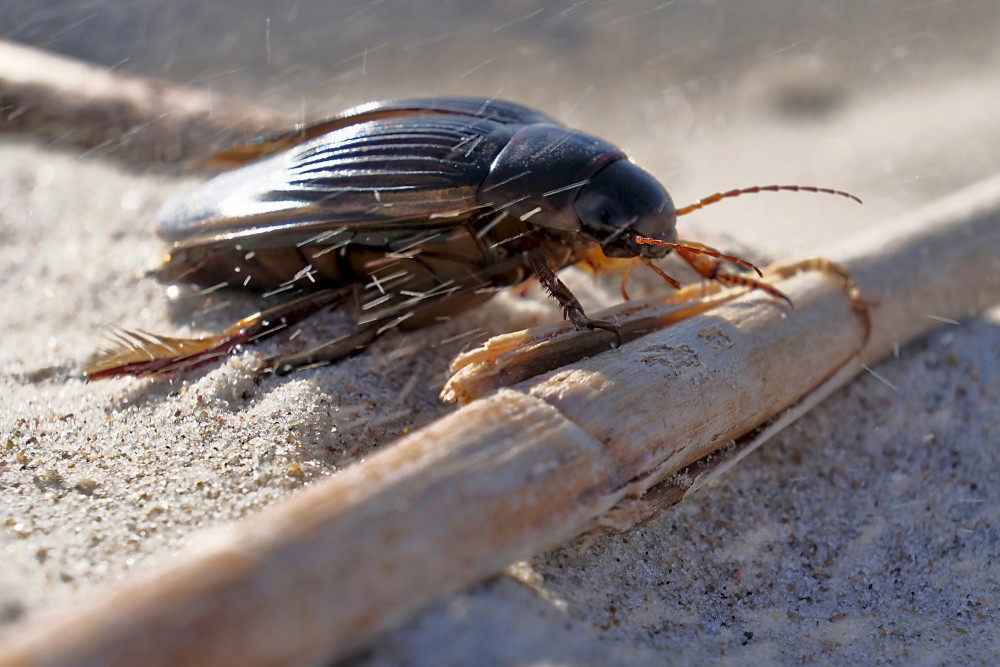 Dytiscus latissimus