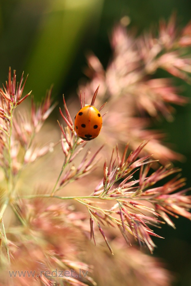 Ladybird on grass straw