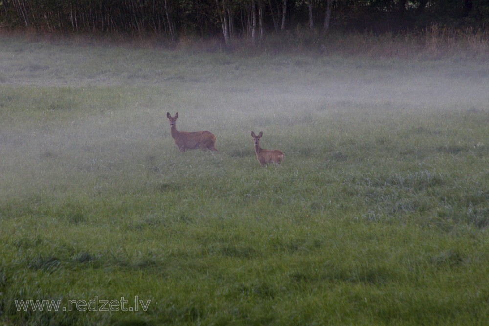 Roe deers in foggy meadow