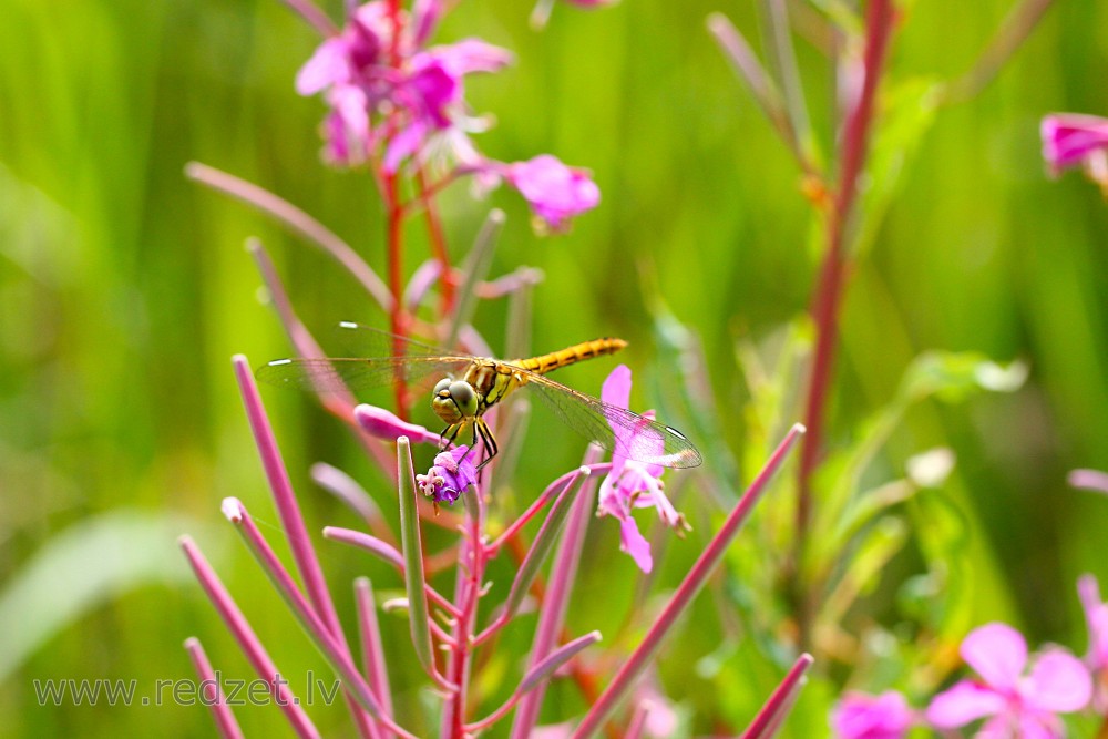 Odonata on flower