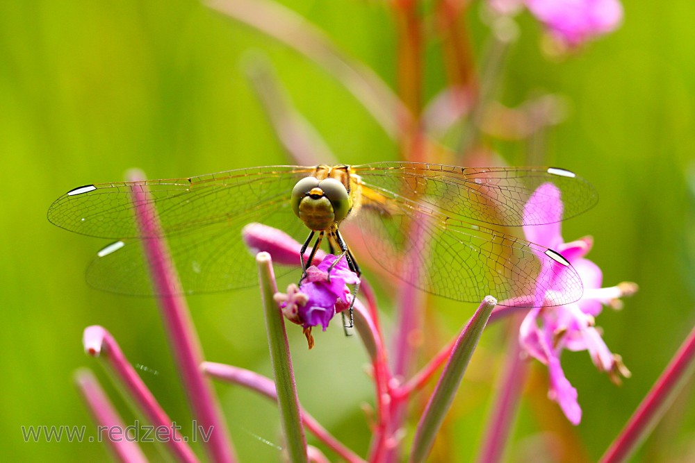 Odonata close-up