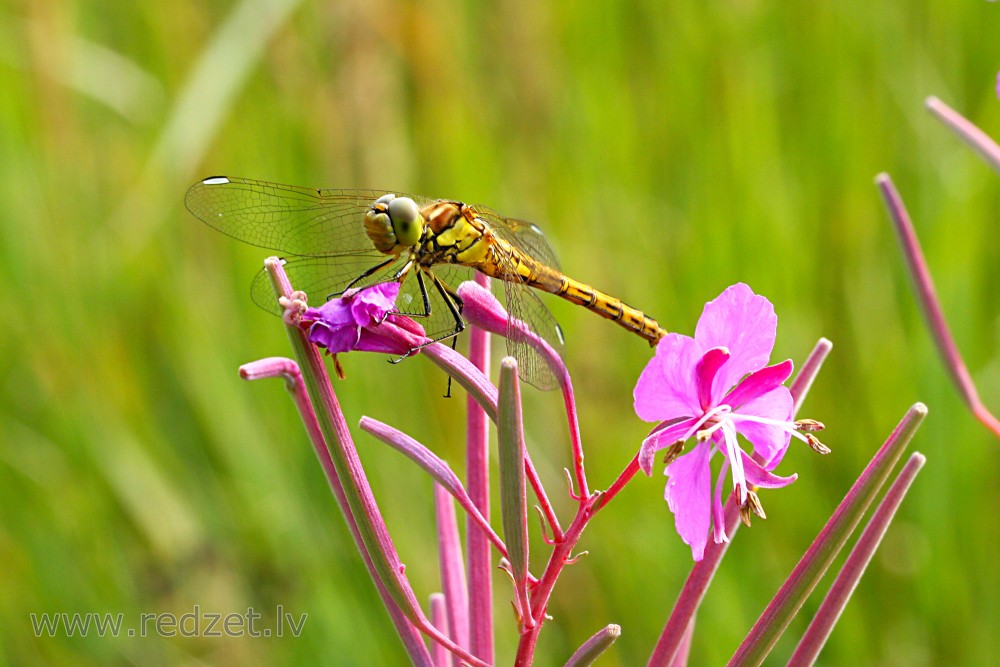 Odonata on the Flower