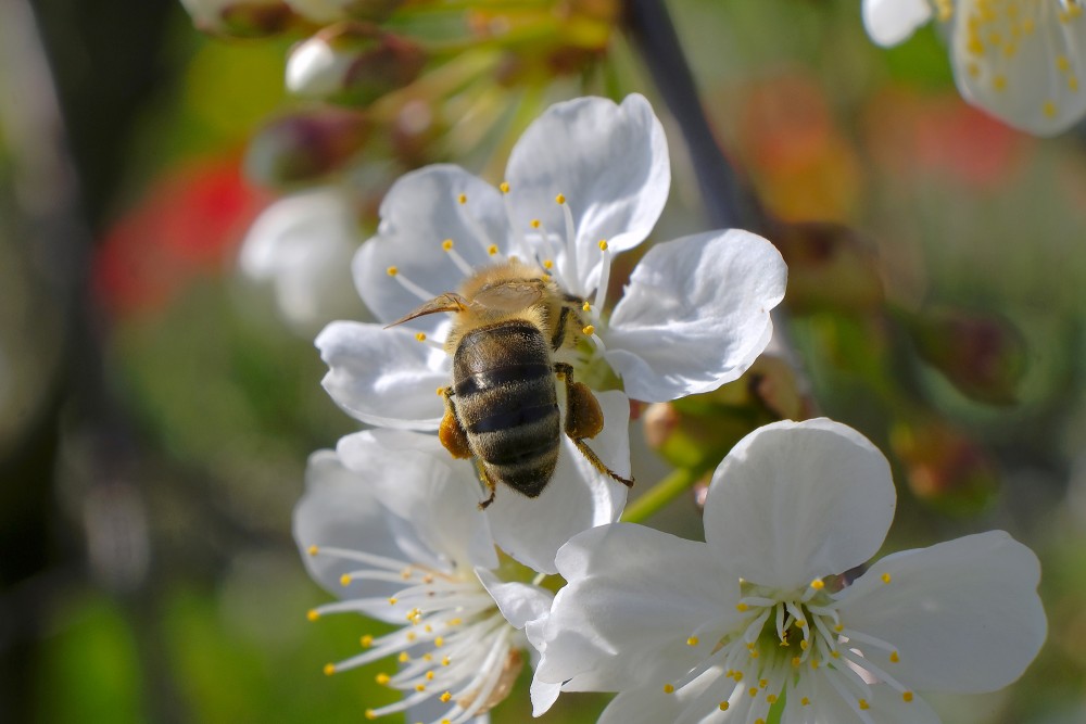 Honey bee collecting nectar