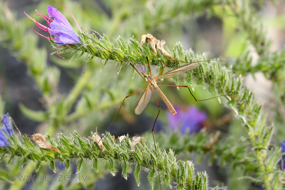 Crane fly