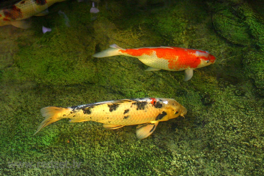 Fish 
