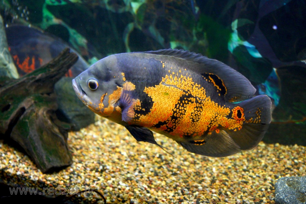 Fish in aquarium