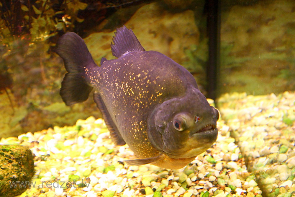 Fish in aquarium