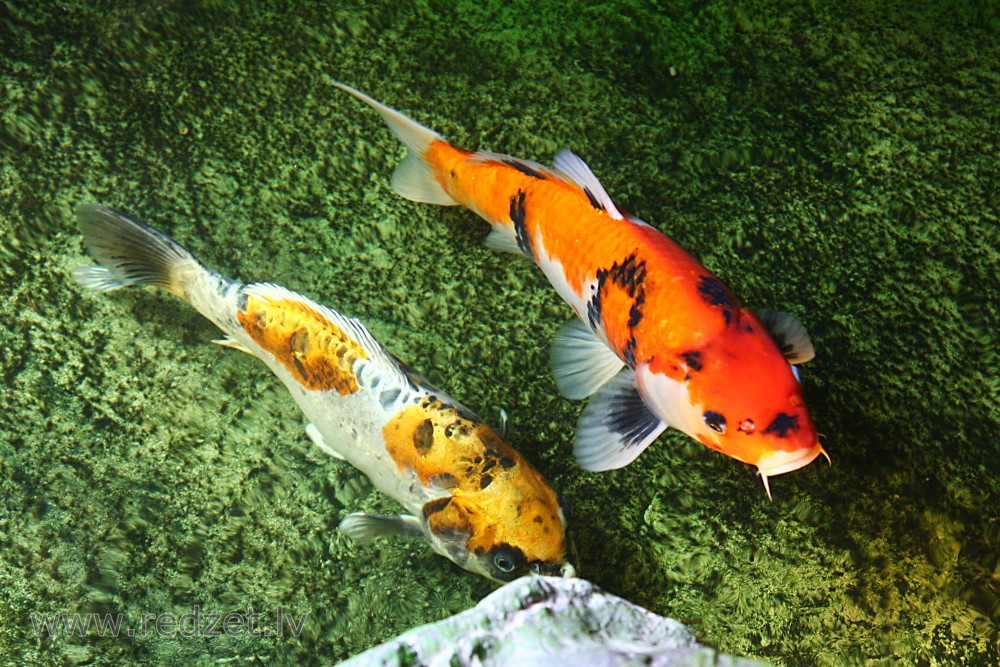 Fish