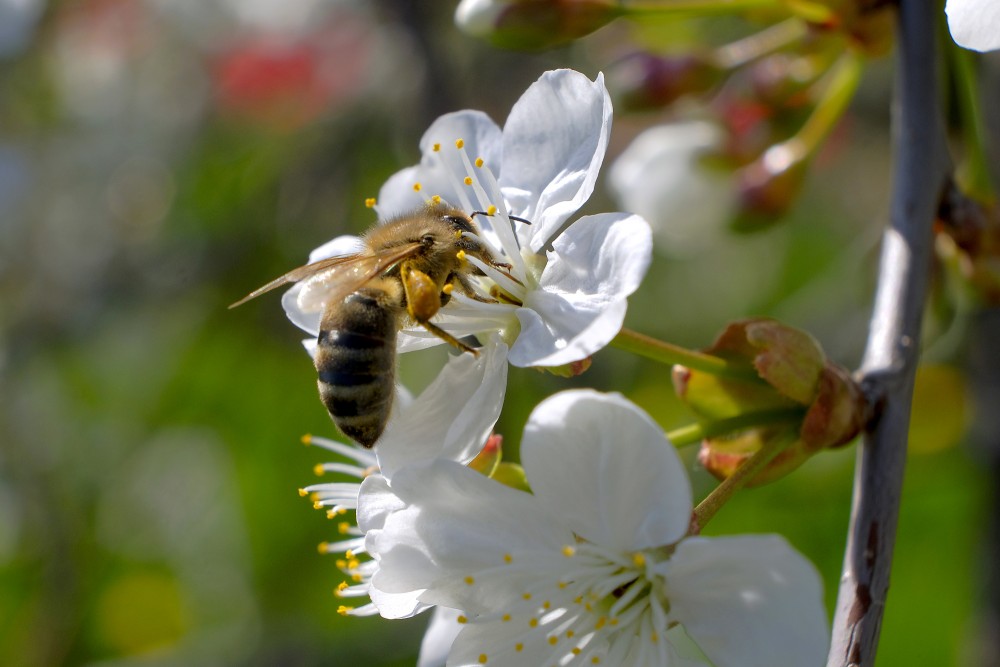 Honey bee collecting nectar