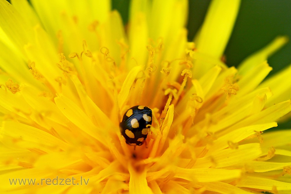 Ladybird on dandelion 