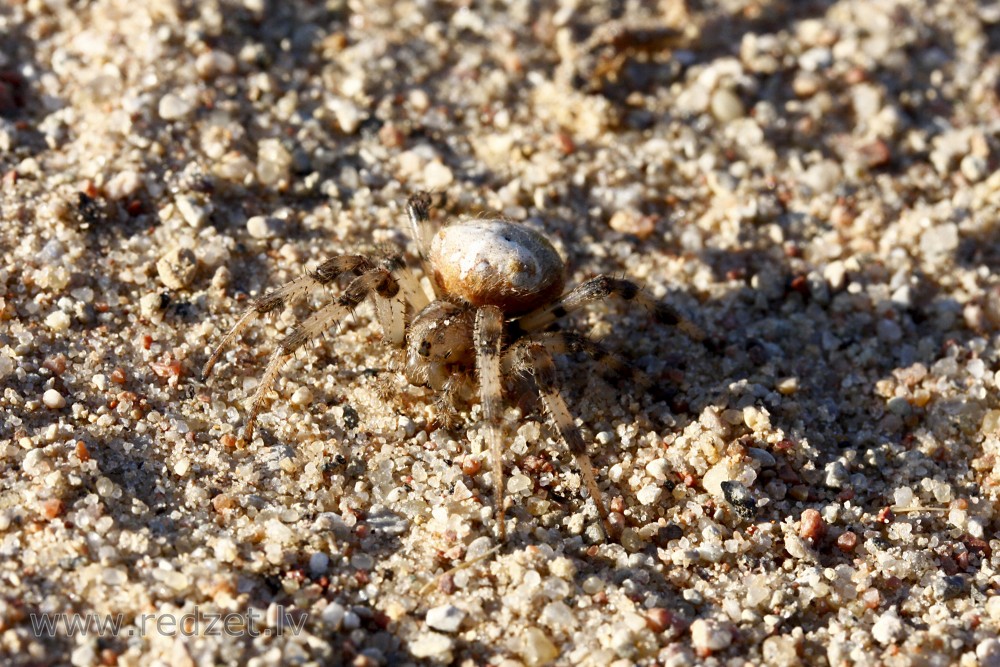 Spider on gravel road