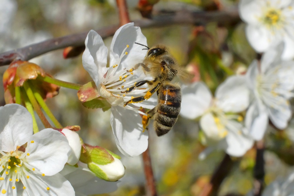 Honey Bee in a Flower