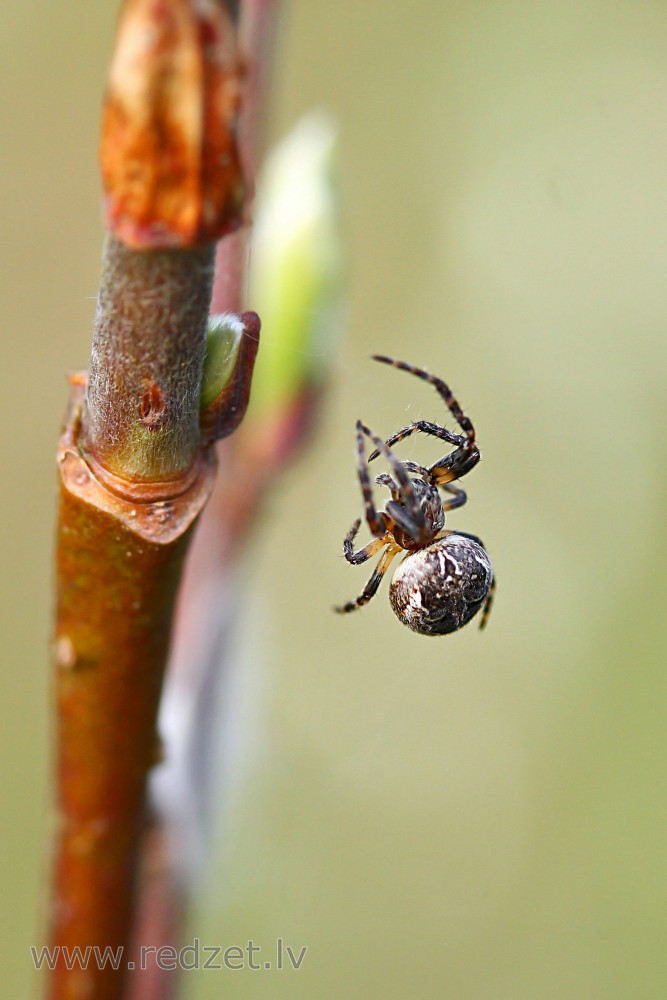 Spider