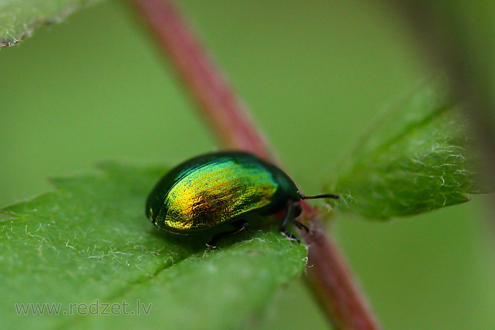 Beetle