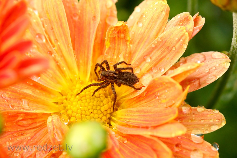 Spider on flower