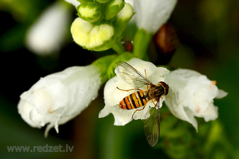 Hoverfly on flower