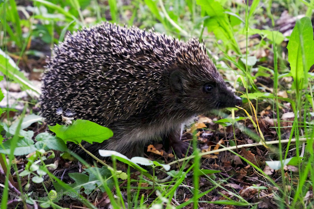 Erinaceus roumanicus