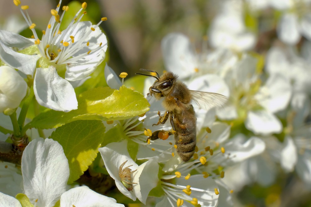 Bee close-up