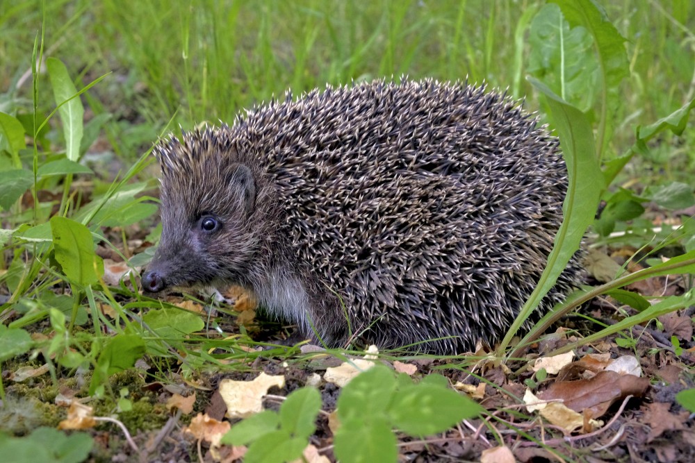 Ziemeļu baltkrūšu ezis