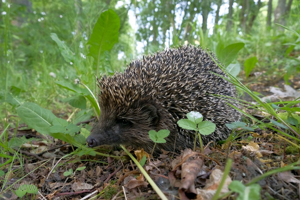 Northern white-breasted hedgehog