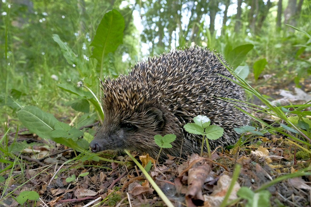 Ziemeļu baltkrūtainais ezis