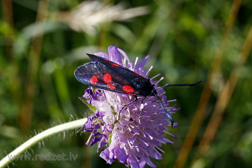 Sausseržu raibspārnis (Zygaena lonicerae) 