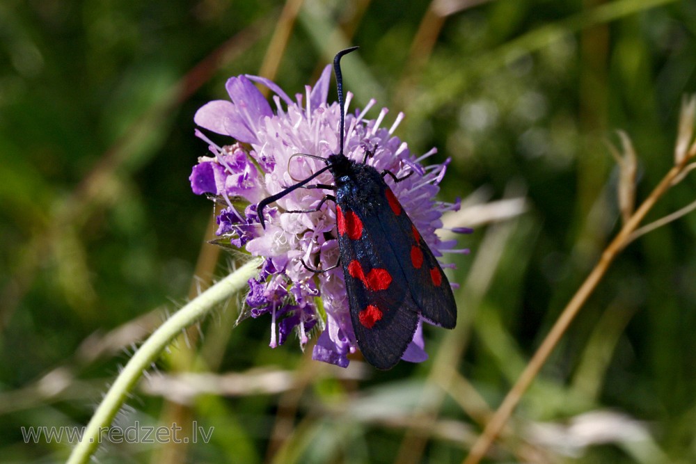 Sausseržu raibspārnis (Zygaena lonicerae) 