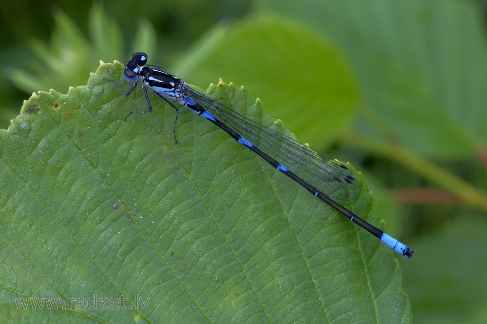 Variable damselfly