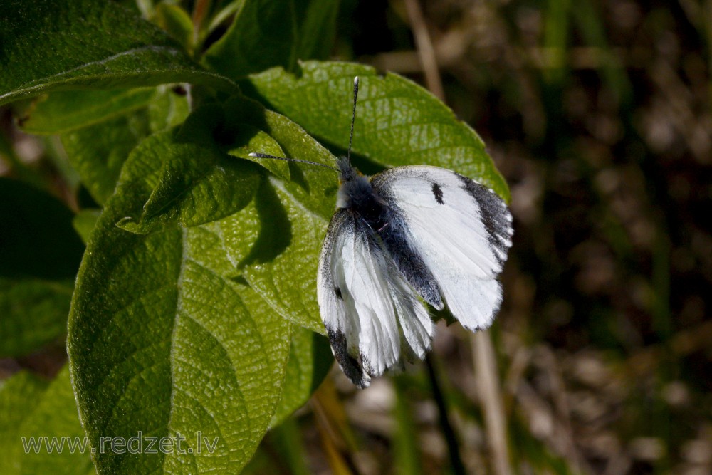 Green-veined white