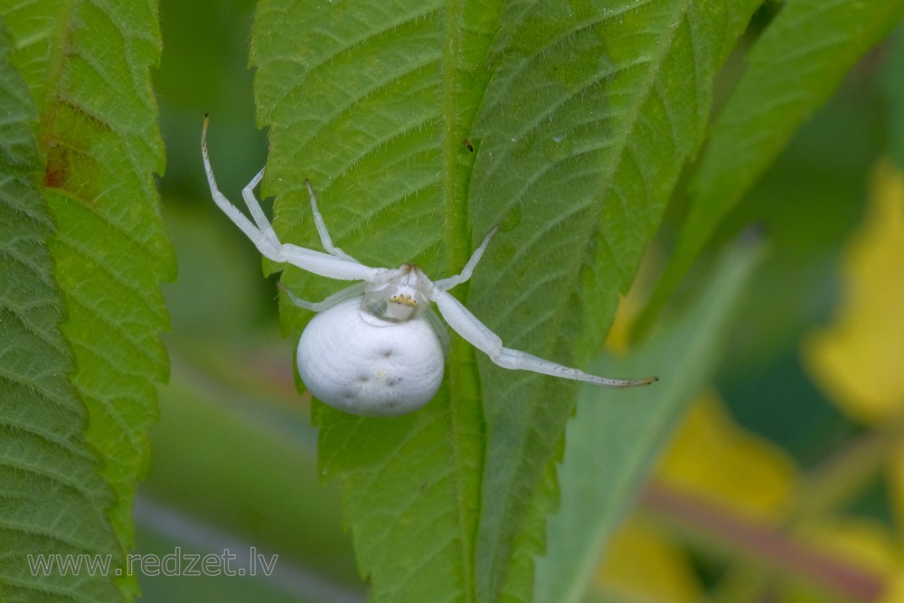 Crab spider