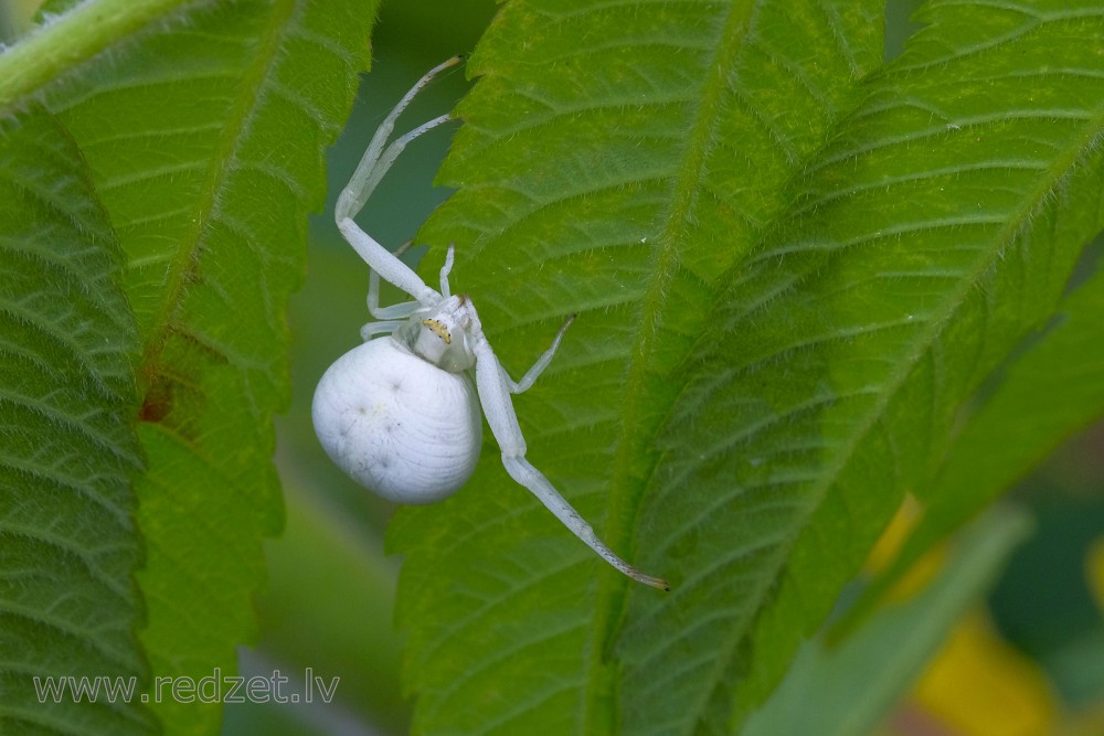 Crab spider