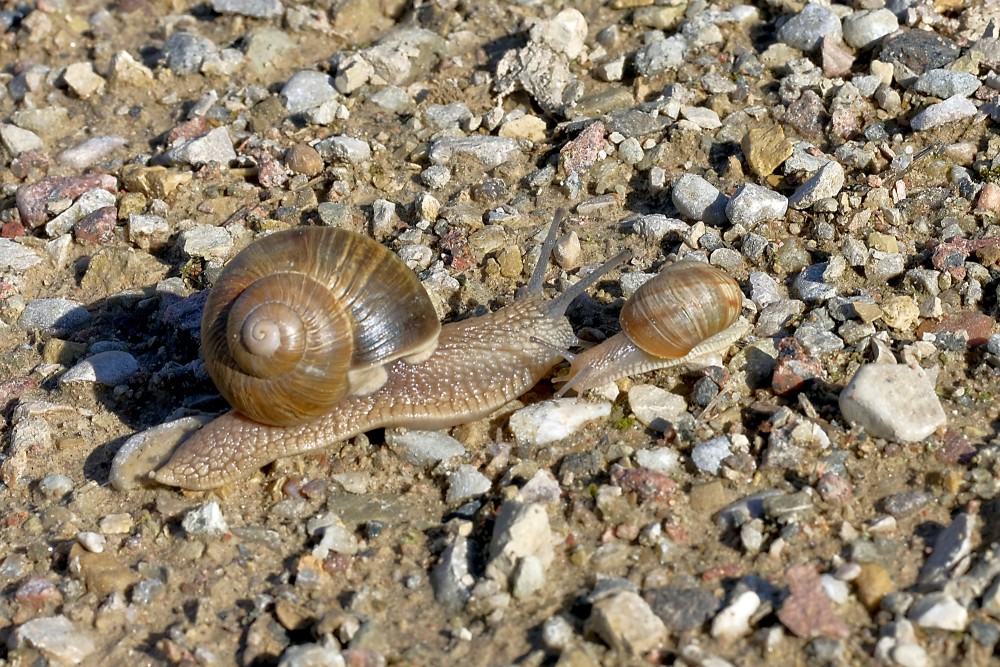 Liels un mazs vīngliemezis
