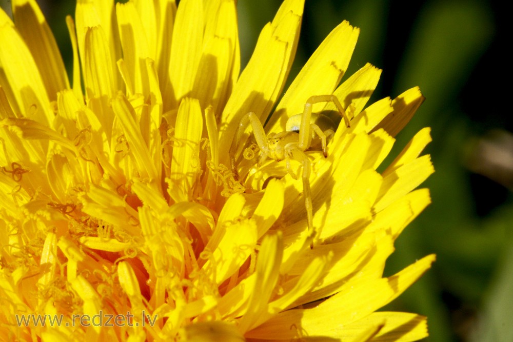 Crab Spider in Dandelion Flower