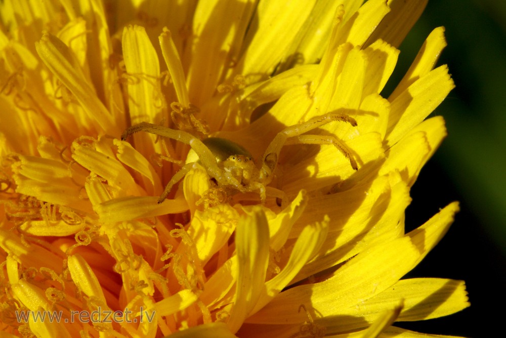 Crab Spider in Dandelion Flower