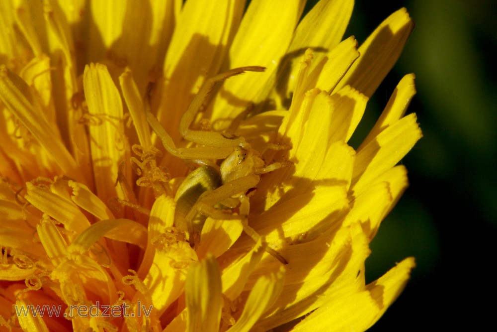 Crab Spider in Dandelion Flower