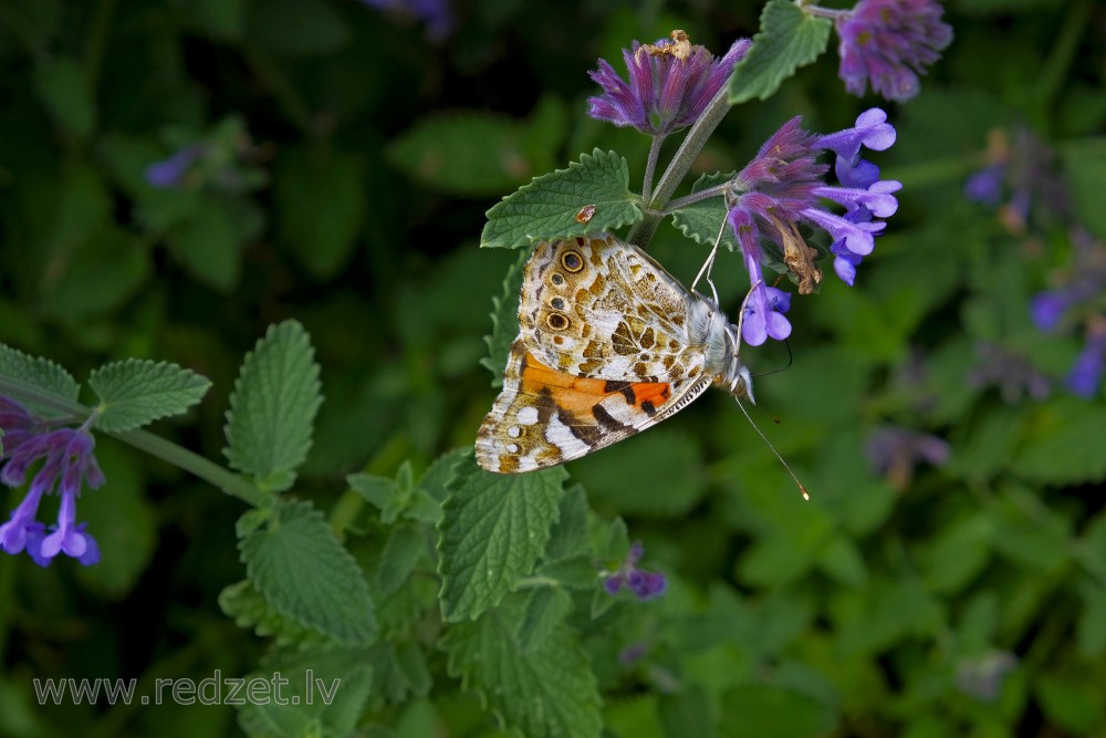 Painted lady On Catnip Flowers