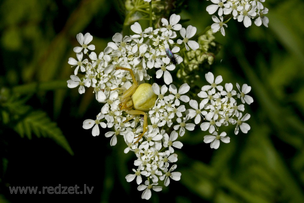 Crab spider