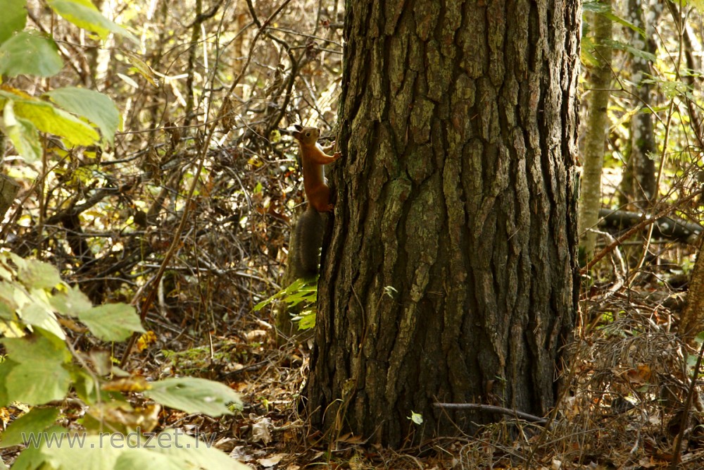 Eirāzijas jeb parastā vāvere (Sciurus vulgaris) 