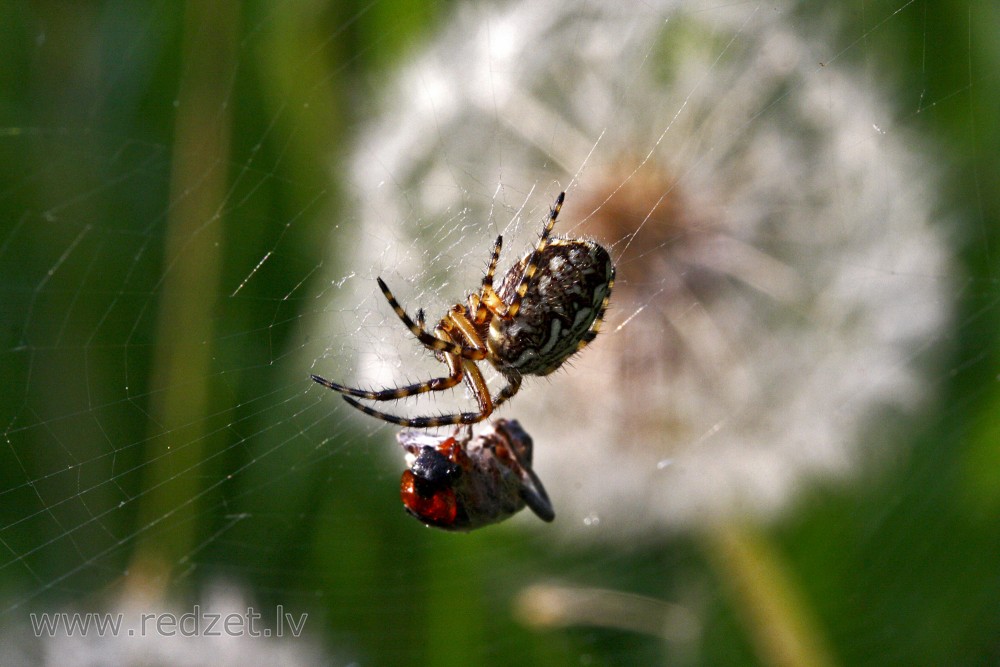 Zirneklis ar noķertu kukaini
