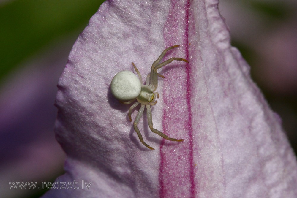 Crab spider