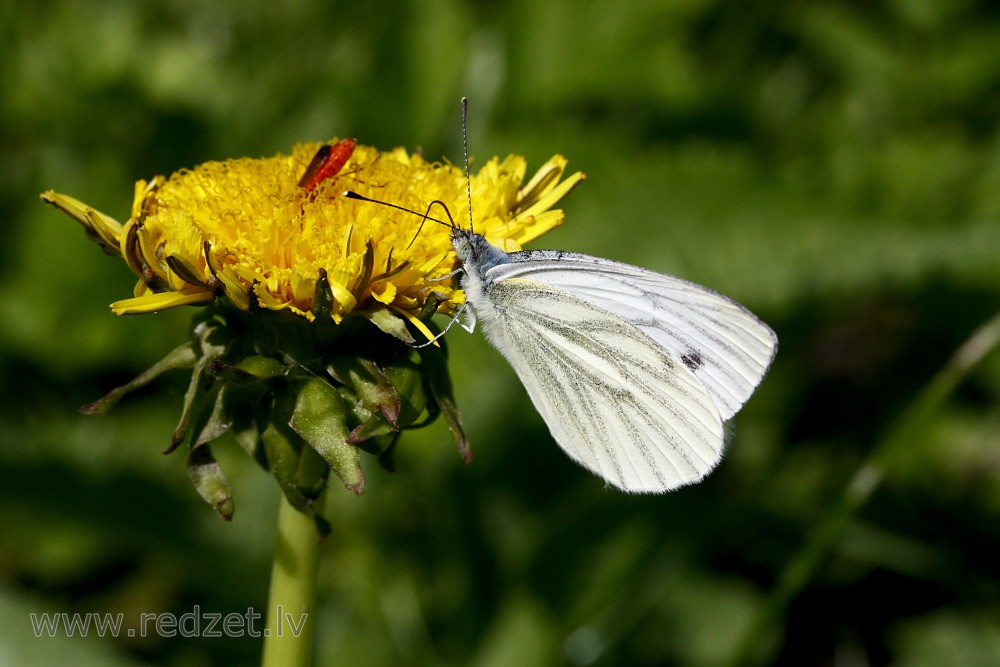 Small cabbage white