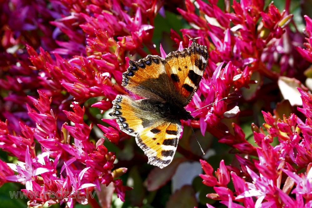 Small tortoiseshell on Flower