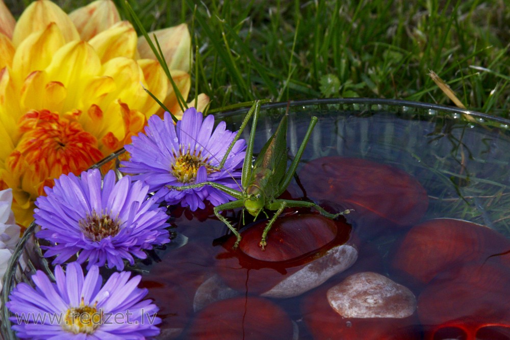 Still Life with a Bush crickets