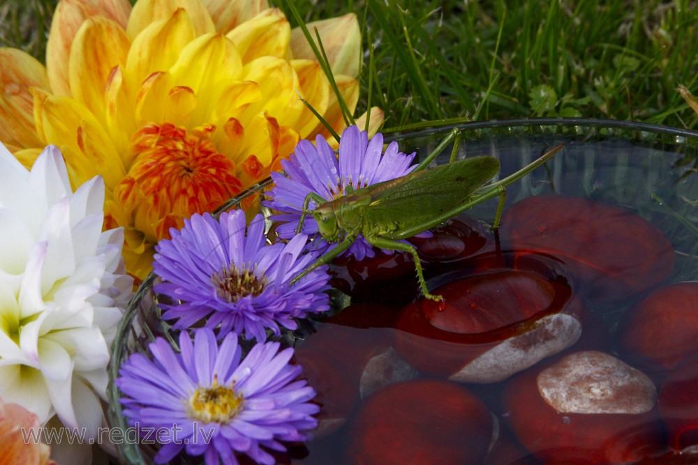 Still Life with a Bush crickets