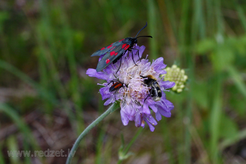 Sausseržu raibspārnis (Zygaena lonicerae) 